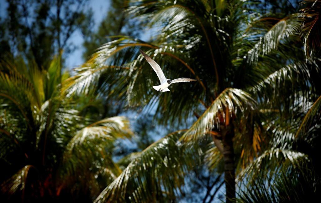 Warwick Paradise Island Bahamas (Adults Only) Нассау Екстер'єр фото