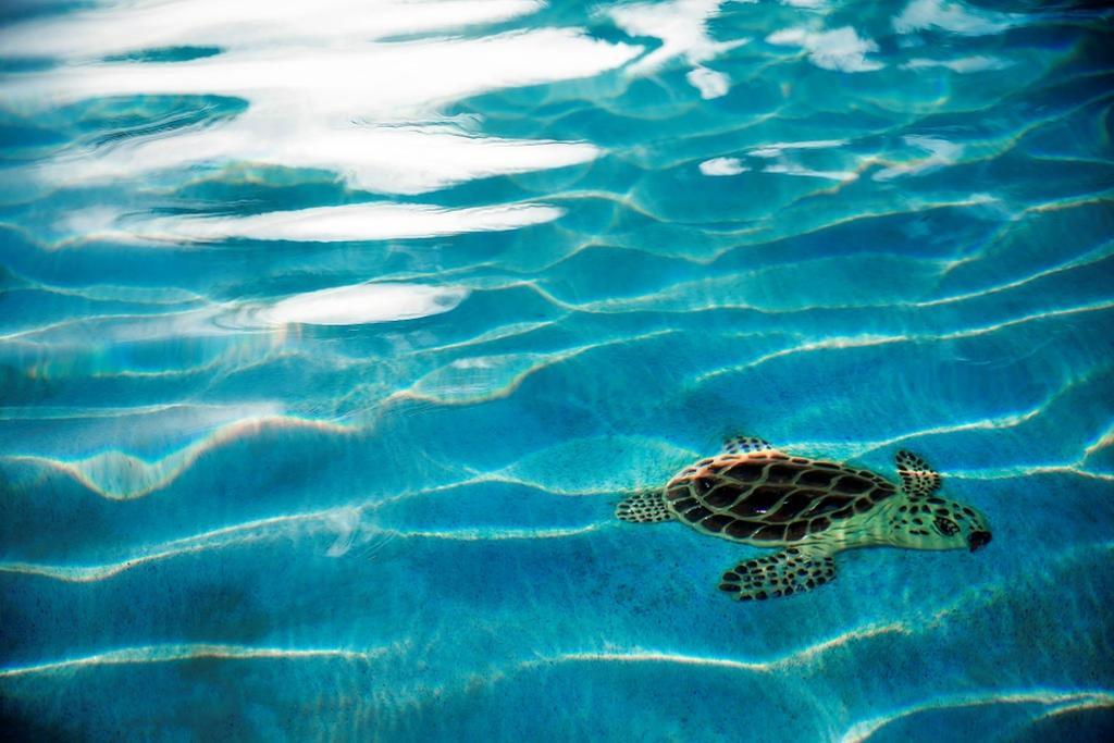 Warwick Paradise Island Bahamas (Adults Only) Нассау Екстер'єр фото